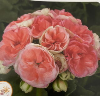 Pelargónie zonale-růžičkokvětý-Rosebau - 1293