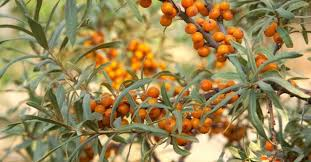 Rakytník řešetlákový (Hippophae rhamnoides) - Tarmo/samec/ - 018A