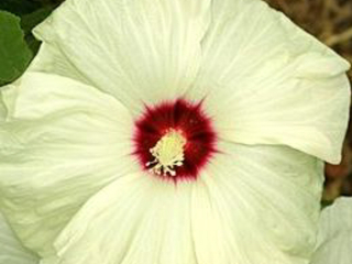 Ibišek bahenní-Hibiscus x moscheutos  Old Yella, žlutý - 1043B