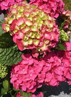 Hydrangea macr. "Rosita" - Hortenzie - 1048S