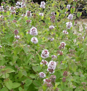 Máta Aqvatica, máta vodní - 162Q