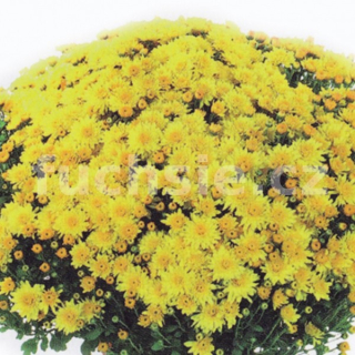 Chryzantéma Multiflora žlutá, raná - 3231