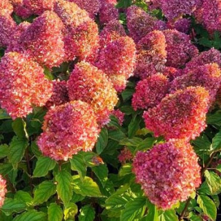 Hydrangea paniculata - latnatá - Magical Fire - 1048M