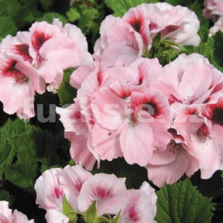 Pelargónie grandiflorum - růžový, krajkový - 1241