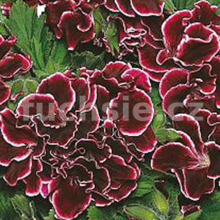 Pelargoni grandiflorum,Aristo Beauty, vzpřímený - 1286