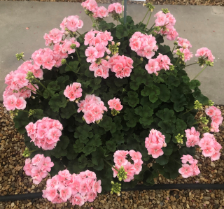 Pelargónie zonale-lososová, vzpřímený - 1265