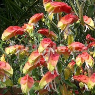 Beloperone guttata - Chmelíček - 028CH