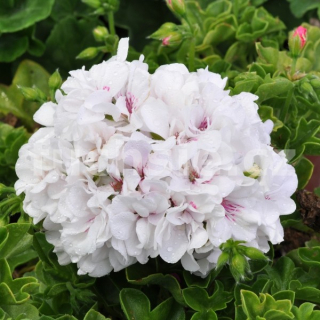 Pelargónie ,Muškát převislý   plnokvětý bílý - 1209