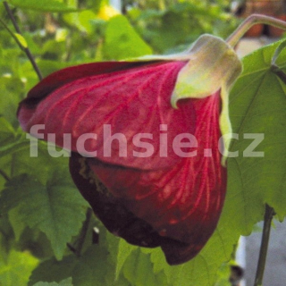 Abutilon červený ( Mračňák, podslunečník, lipka) - 128