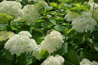 Hydrangea marc.  "Mme E.Mouillere" - 1048