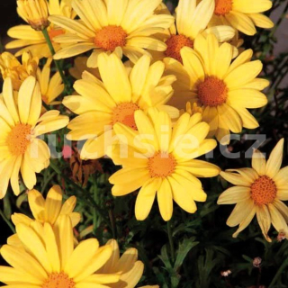 Argyrathemum, Madeira Yellow, Pařížská kopretina - 144