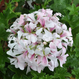 Pelargónie peltátum Ville de Dresden (muškát převislý Ville de Dresden) - 1223