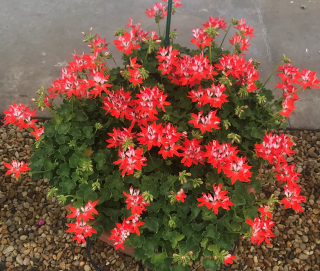 Fireworks Cherry Pelargónie - 1254