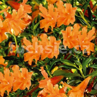 Kejklířka (Mimulus Aurantiacus) - 098