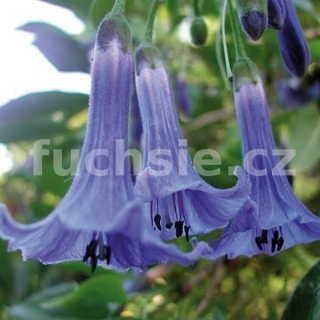 Acnistus Australis- minidatura modrá - 157