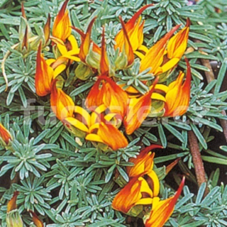 Štírovník Lotus Betrtholoti, oranžový - 122