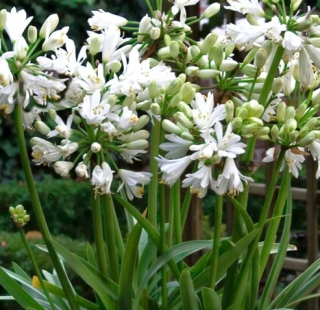 Agapanthus africanus, double diamont- bílý plnokvětý - 1083P