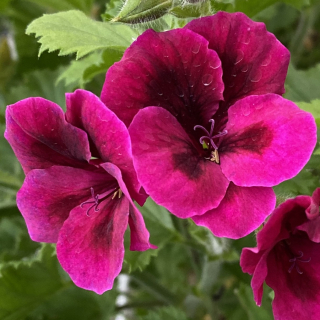Pelargonie grandiflorum -Can. Flow. Violet, vzpřímený - 1289