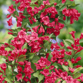 Vajgélie (Weigela Bristol Ruby) - 1077