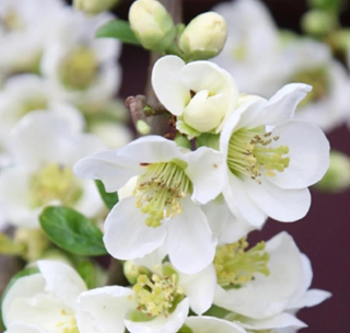 Kdoulovec - chaenomeles speciosa 'nivalis' - 1017