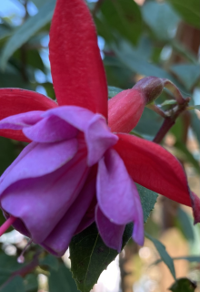 Paula Grooger Fuchsie 709