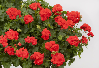 Pelargónie peltátum oranžový ( muškát převislý) - 1207