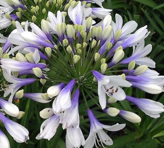 Kalokvět (Agapanthus) - Twister - 1083