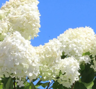 Hydrangea paniculata  Grandiflora-Hortenzie latnatá - bílá - 1048G