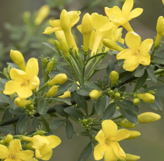 Jasmín - Jasminum fruticans ‘Aureum’ - 1051
