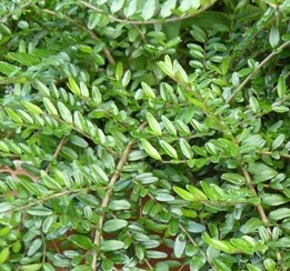 Zimolez (Lonicera Nitida) - 1058