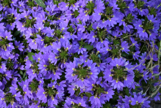 Scaevola tmavěmodrá Vějířovka - 102