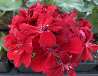 Pelargónie peltátum červený plný (muškát převislý) - 1202