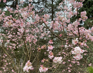 Viburnum Bodn. Dawn (Kalina) - 1075
