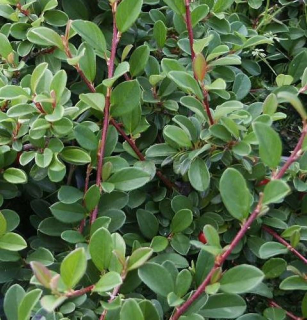 Cotoneaster Congestus (skalník) - 1024