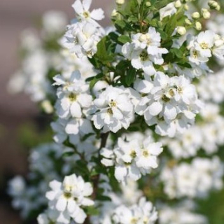 Hroznovec - Exochorda - 1033