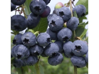 Kanadské borůvky (Borůvka kan.Vaccinium) Blueroma