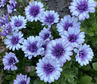 Osteospermum- bílá plná - 093P