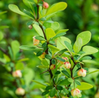 Berberis Thunbergii Erecta - 1080