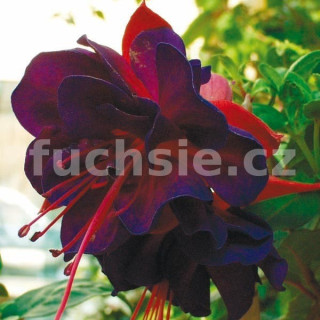 Voodoo Fuchsie (Tirer USA 1953)