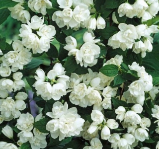 Philadelphus Virginal (Pustoryl) - 1062