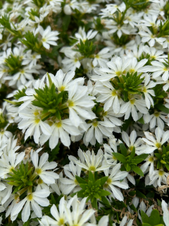 Scaevola bílá Vějířovka - 101