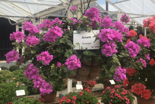 Pelargónie Amelit (Muškát převislý) - 1201