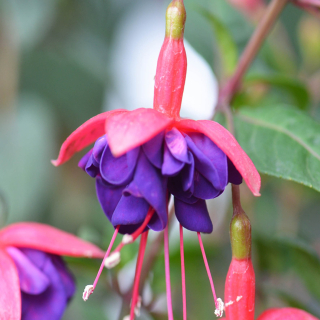 General Monk Fuchsie 209