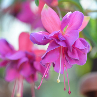 Fuchsie Jollies La Grande Limousin 1182 F