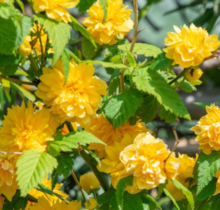 Zákula (Kerria Japonica) - 1052