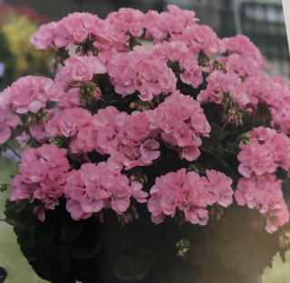 Pelargónie  zonale růžičkokvětý Rosalinda - 1292