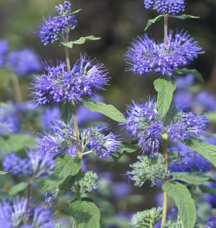 Ořechokřídlec (Caryopteris Cl. Heavenly Blue) - 1015