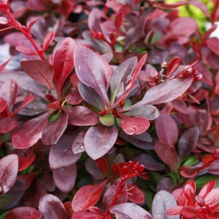 Berberis Thunbergii Red Chief - 1079