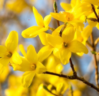 Zlatice (Forsythia Int. Lynwood) - 1034