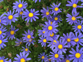 Felicia Ammeloides (Felície) - 115